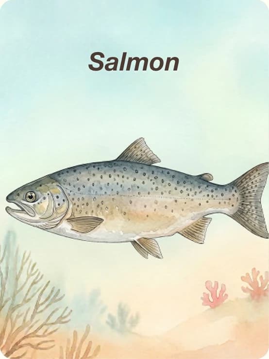Fish card: Salmon